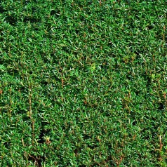 Taks, Taxus baccata