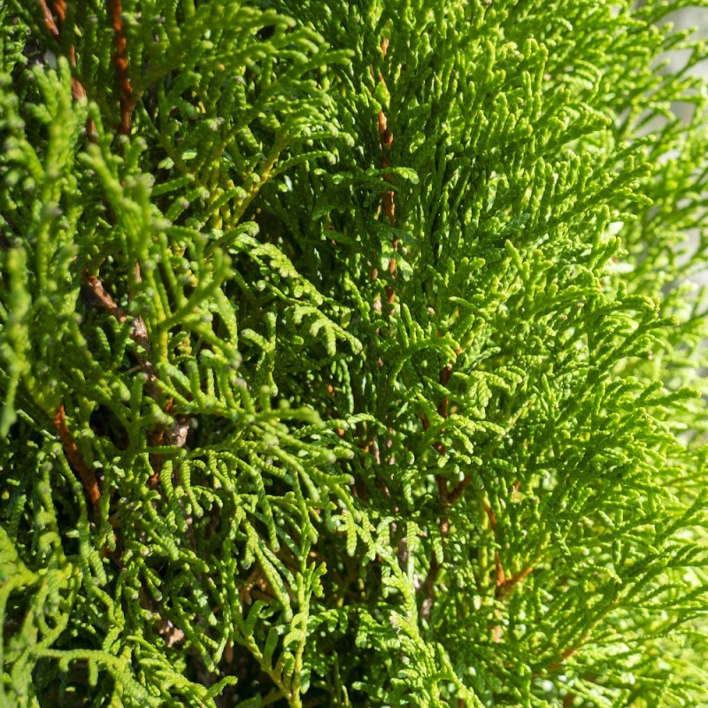 Thuja Smaragd 30-50 cm. - Bundt med 25 stk. barrodsplanter - Thuja occidentalis Smaragd