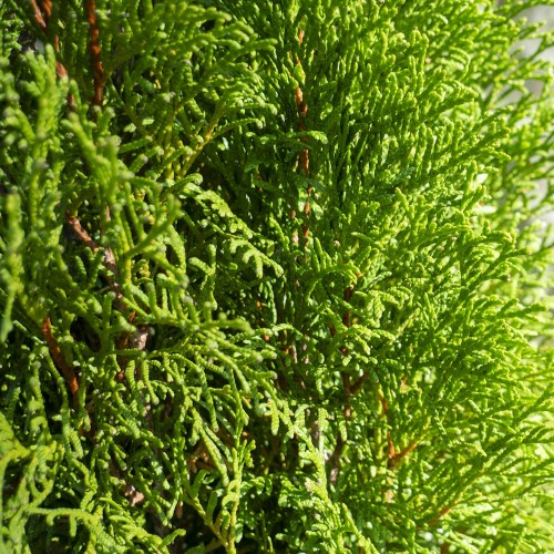Thuja Smaragd 30-50 cm. - Bundt med 25 stk. barrodsplanter - Thuja occidentalis Smaragd