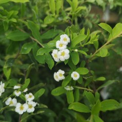 Spiraea Arguta - Snedrivebusk