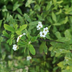 Spiraea Arguta - Snedrivebusk