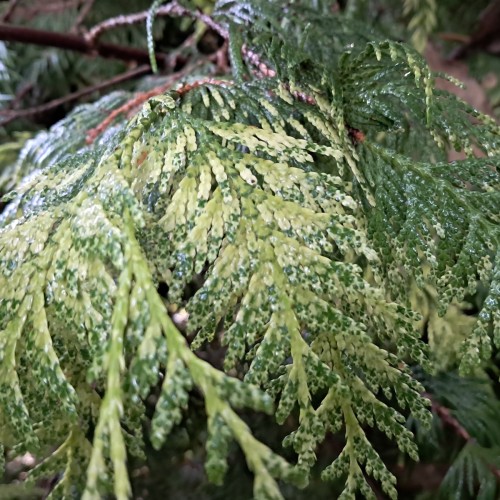 Thuja gulbroget - Pyntegrønt