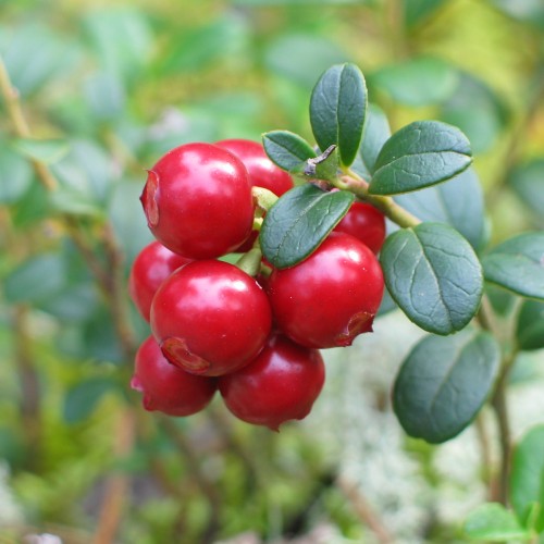 Tyttebær - Vaccinium vitis-idaea