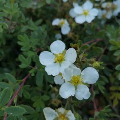 Buskpotentil Abbotswood