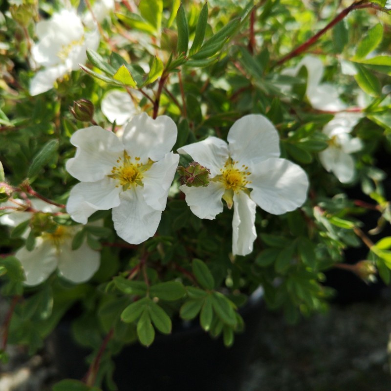 Buskpotentil Abbotswood 30-50 cm