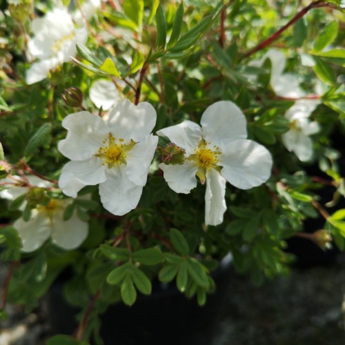 Buskpotentil Abbotswood 30-50 cm
