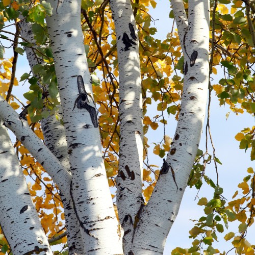 Himalayabirk Doorenbos 100-125 cm. - Betula utilis Doorenbos