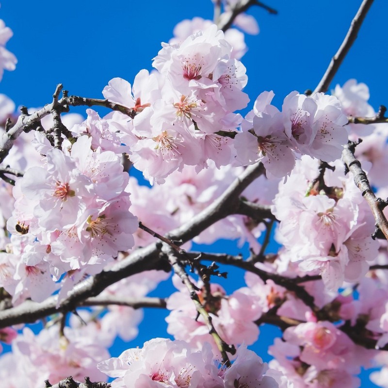 Oktoberkirsebær Rosea 100-125 cm. - Bundt med 10 stk. barrodsplanter - Prunus subhirtella Autumnalis Rosea