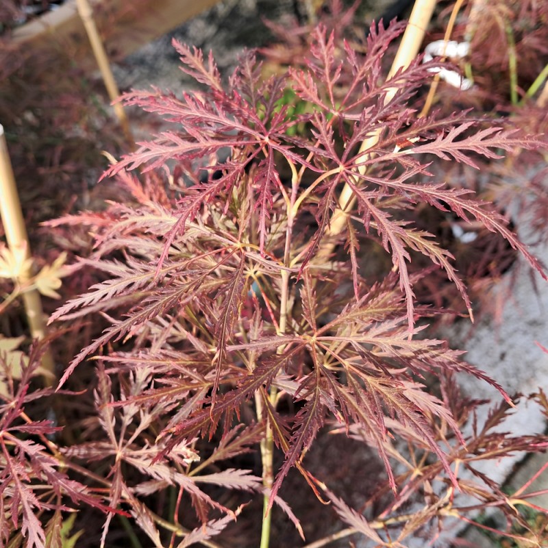 Japansk Ahorn Ornatum 25-30 cm. - Bundt med 25 stk. barrodsplanter - Acer Palmatum Ornatum