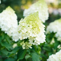 Syrenhortensia Polar Bear...