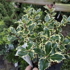 Ilex aquifolium Argentea Marginata - Hvidrandet Kristtorn