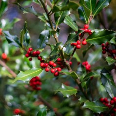 Ilex aquifolium Pyramidalis - Kristtorn / 50-60 cm.