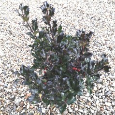Ilex meserveae Blue Angel - Kristtorn 25-35 cm.