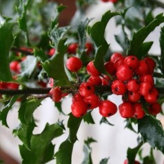 Ilex meserveae Blue Princess -  Blå Kristtorn / 30-40 cm. - Potte