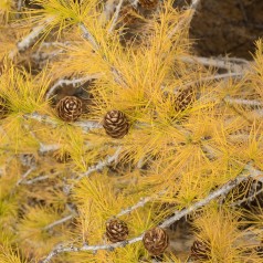Larix Decidua - Europæisk Lærk