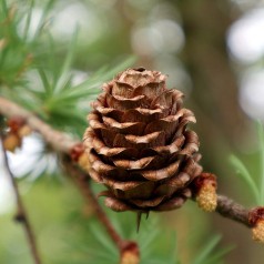 Larix Decidua - Europæisk Lærk