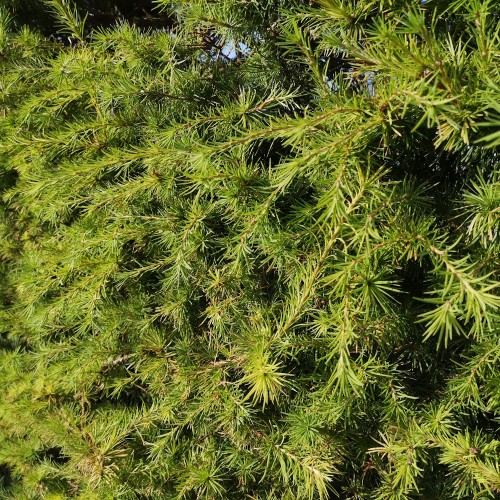 Europæisk Lærk 40-60 cm. - Bundt med 10 stk. barrodsplanter - Larix decidua