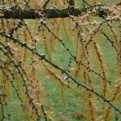 Japansk Lærk 60-80 cm. - Bundt med 10 stk. barrodsplanter - Larix kaempferi