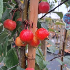 Paradisæble Evereste 125-150 cm. - Bundt med 10 stk. barrodsplanter - Malus hybrid Evereste