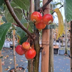 Paradisæble Evereste 125-150 cm. - Bundt med 10 stk. barrodsplanter - Malus hybrid Evereste