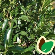 Prunus laurocerasus Gajo - Laurbærkirsebær / 25-30 cm.