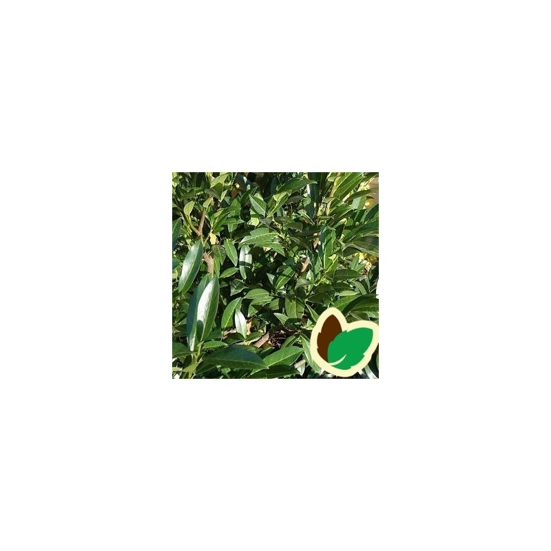 Prunus laurocerasus Gajo - Laurbærkirsebær / 25-30 cm.