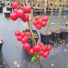 Paradisæble Red Sentinel 125-150 cm. - Bundt med 10 stk. barrodsplanter - Malus hybrid Red Sentinel