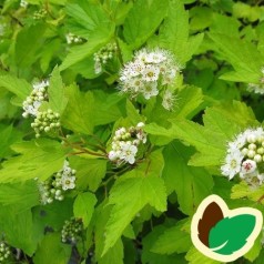 Physocarpus opulifolius Luteus / Gul Blærespiræa