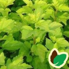 Physocarpus opulifolius Luteus / Gul Blærespiræa