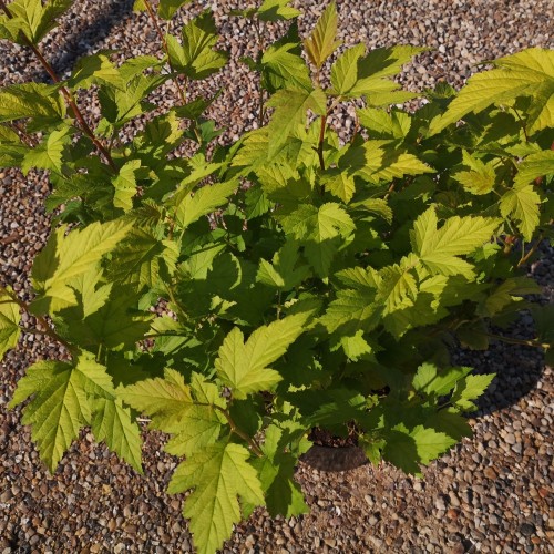 Physocarpus opulifolius Luteus - Gul Blærespiræa