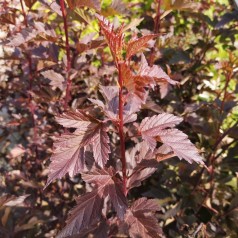 Physocarpus opulifolius Summer Wine / Blærespiræa