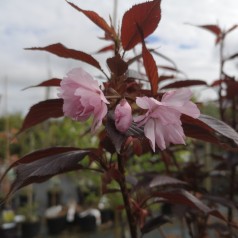 Prunus serrulata Royal Burgundy - Rødbladet Japansk Kirsebær / 150 cm. stamme