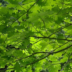 Quercus rubra - Rødeg