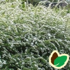 Snedrivebusk 50-80 cm. - Bundt med 10 stk. barrodsplanter - Spiraea cinerea Grefsheim