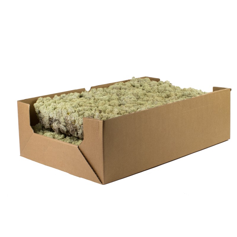 Mos Hvid (Hel kasse) - Pyntegrønt