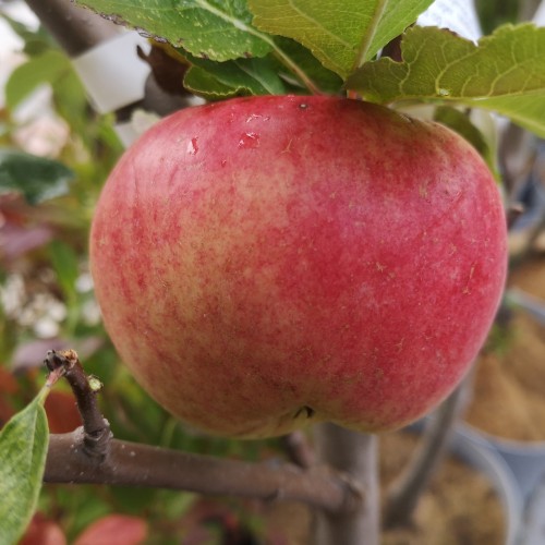 Æbletræ Katinka - Stammeomkreds 12-14 cm. - Malus domestica Katinka