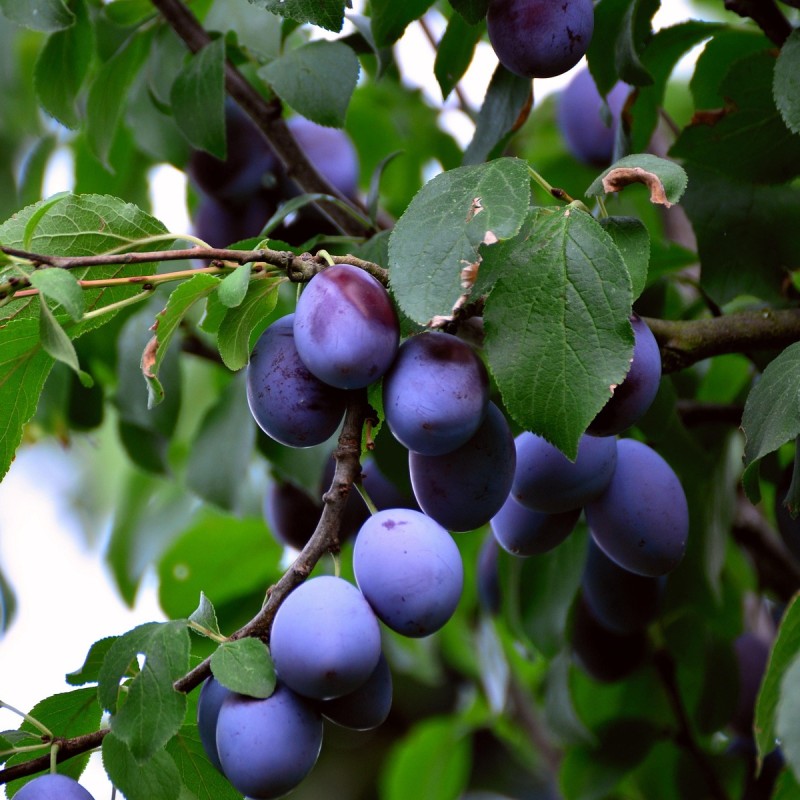 Blommetræ Italiensk Sveske - Stammeomkreds 12-14 cm. - Prunus domestica Italiensk Sveske