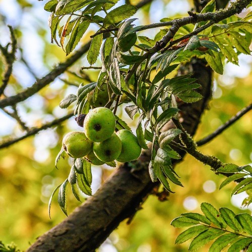 Storfrugtet Røn 20-30 cm. - Sorbus domestica