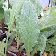 Artiskok Cardy - Cynara cardunculus Cardy