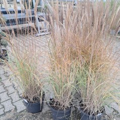 Elefantgræs Adagio XL - 10L - Miscanthus sinensis Adagio