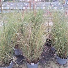 Elefantgræs Flamingo XL 10L - Miscanthus sinensis Flamingo