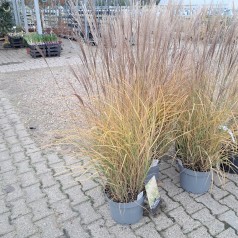 Elefantgræs Kleine Silberspinne XL 10L - Miscanthus sinensis Kleine Silberspinne