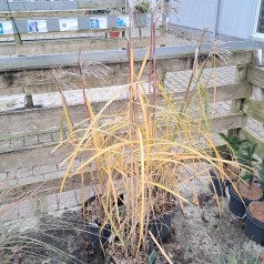 Elefantgræs Malepartus XL 10L - Miscanthus sinensis Malepartus