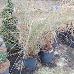Elefantgræs Morning Light XL - 5L - Miscanthus sinensis Morning Light