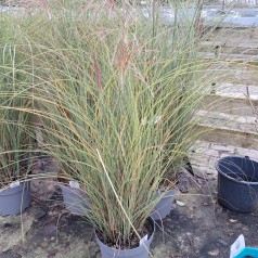 Elefantgræs Smalbladet Gracillimus XL 10L - Miscanthus sinensis Gracillimus