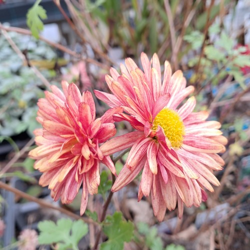 Vinterasters Bronzekrone - Chrysanthemum Bronzekrone