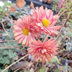 Vinterasters Bronzekrone - Chrysanthemum Bronzekrone