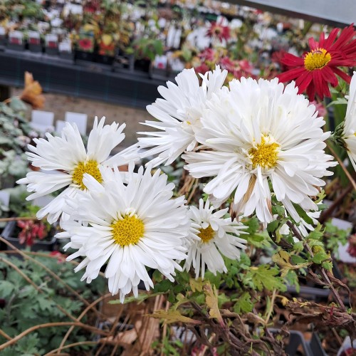Vinterasters Havelschwan - Chrysanthemum Havelschwan