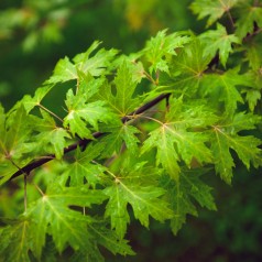Sølvløn Laciniatum Wieri...