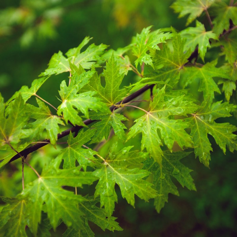 Sølvløn Laciniatum Wieri 100-125 cm. - Bundt med 10 stk. barrodsplanter - Acer saccharinum Laciniatum Wieri